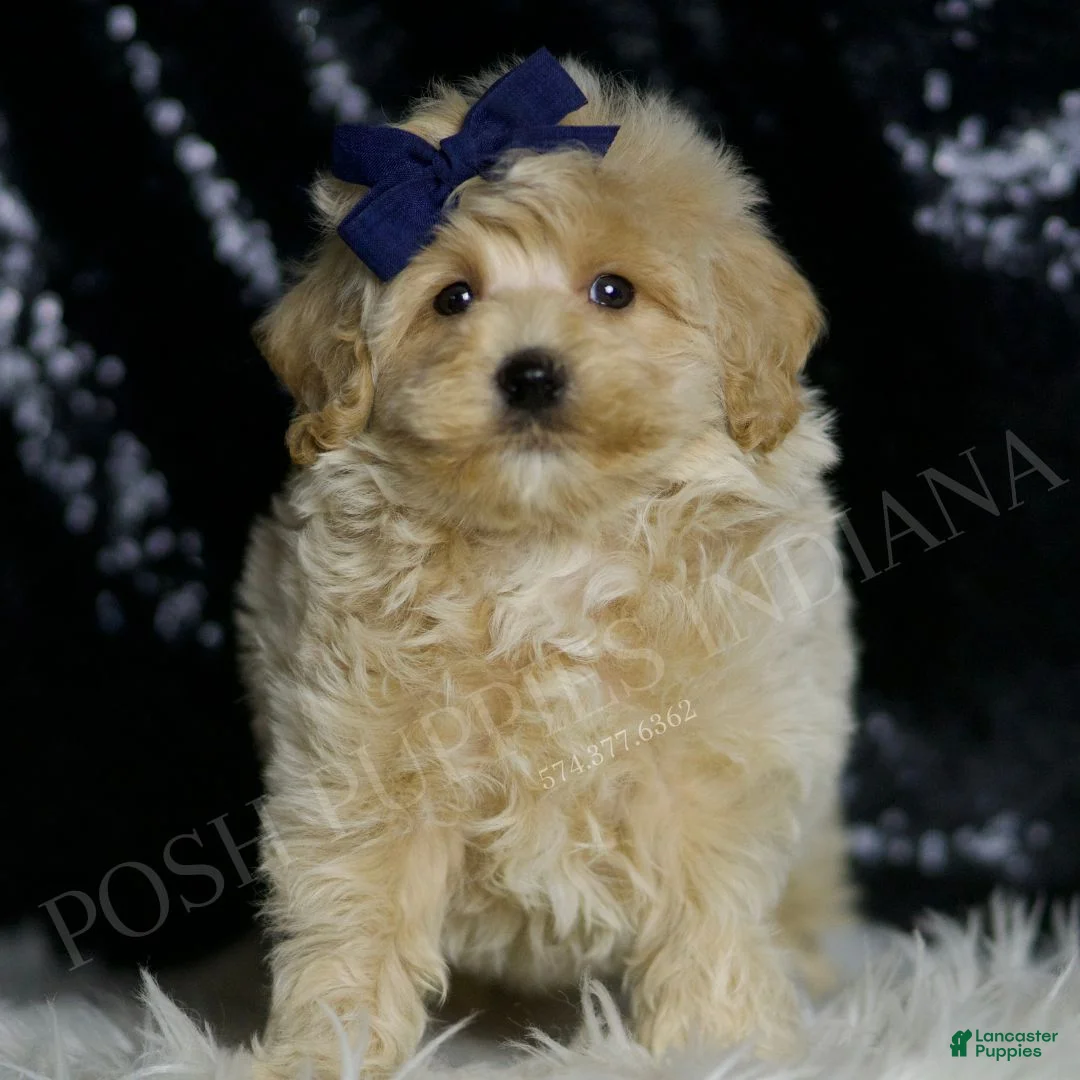 Maltipoo dogs for sale: Baxter - Ad 2