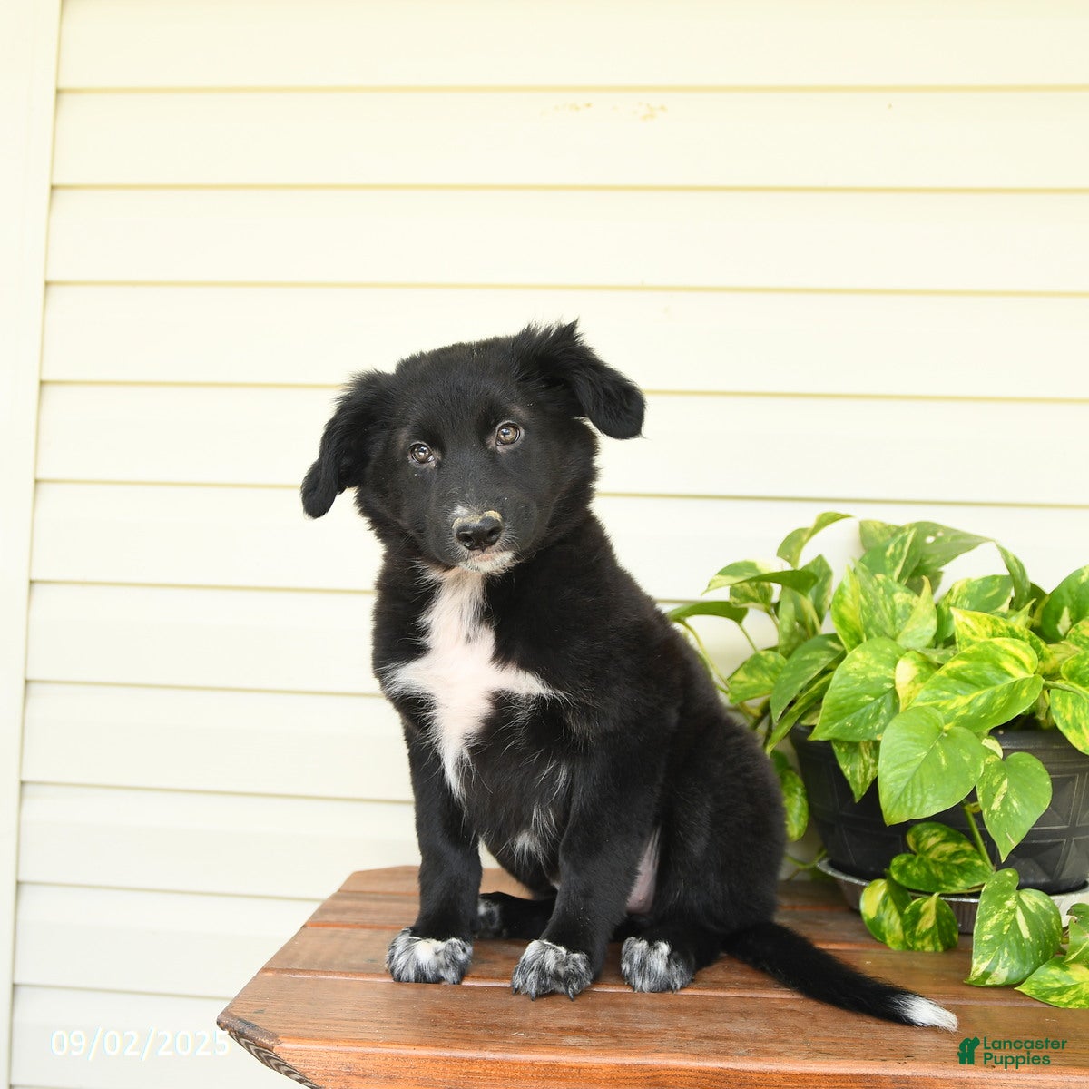 Terrier Min Pin Border Collie Mix Papillon Pitbull Mix Pinscher