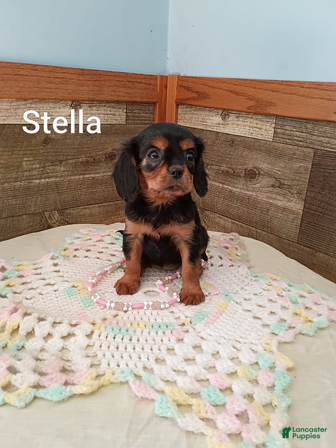 Cavalier King Charles Spaniel dogs Stella - Ad 2