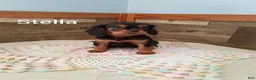 Cavalier King Charles Spaniel dogs for sale: Stella - Ad 2