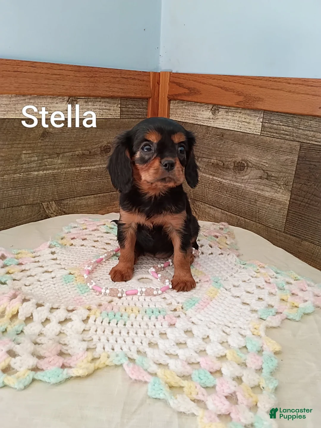 Cavalier King Charles Spaniel dogs for sale: Stella - Ad 2
