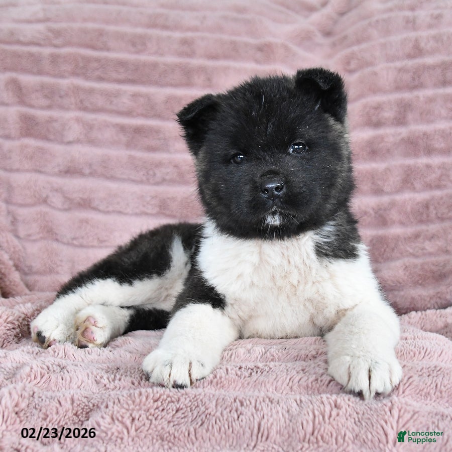 Akita dogs Bella Mia - Ad 1