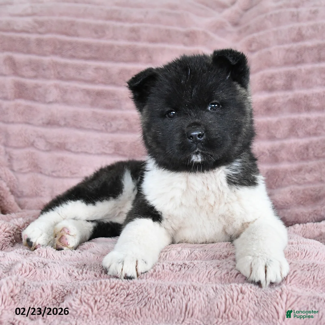 Akita dogs for sale: Bella Mia - Ad 4