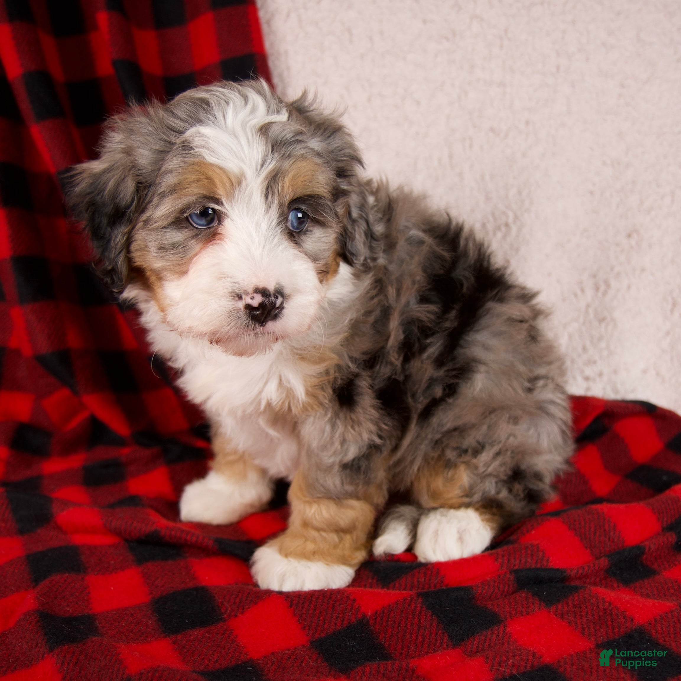 Mini Bernedoodle dogs Mercy Girl *Potty Training* - Ad 7