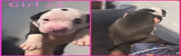 Mixed Breed dogs for sale: Mixed Breed 2 - Ad 1
