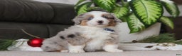 Miniature Australian Shepherd dogs for sale: Arnie - Ad 4
