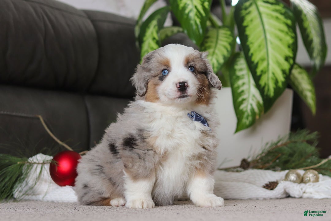 Miniature Australian Shepherd dogs for sale: Arnie - Ad 4