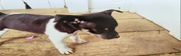 Rat Terrier dogs for sale: Rat Terrier 1 - Ad 1