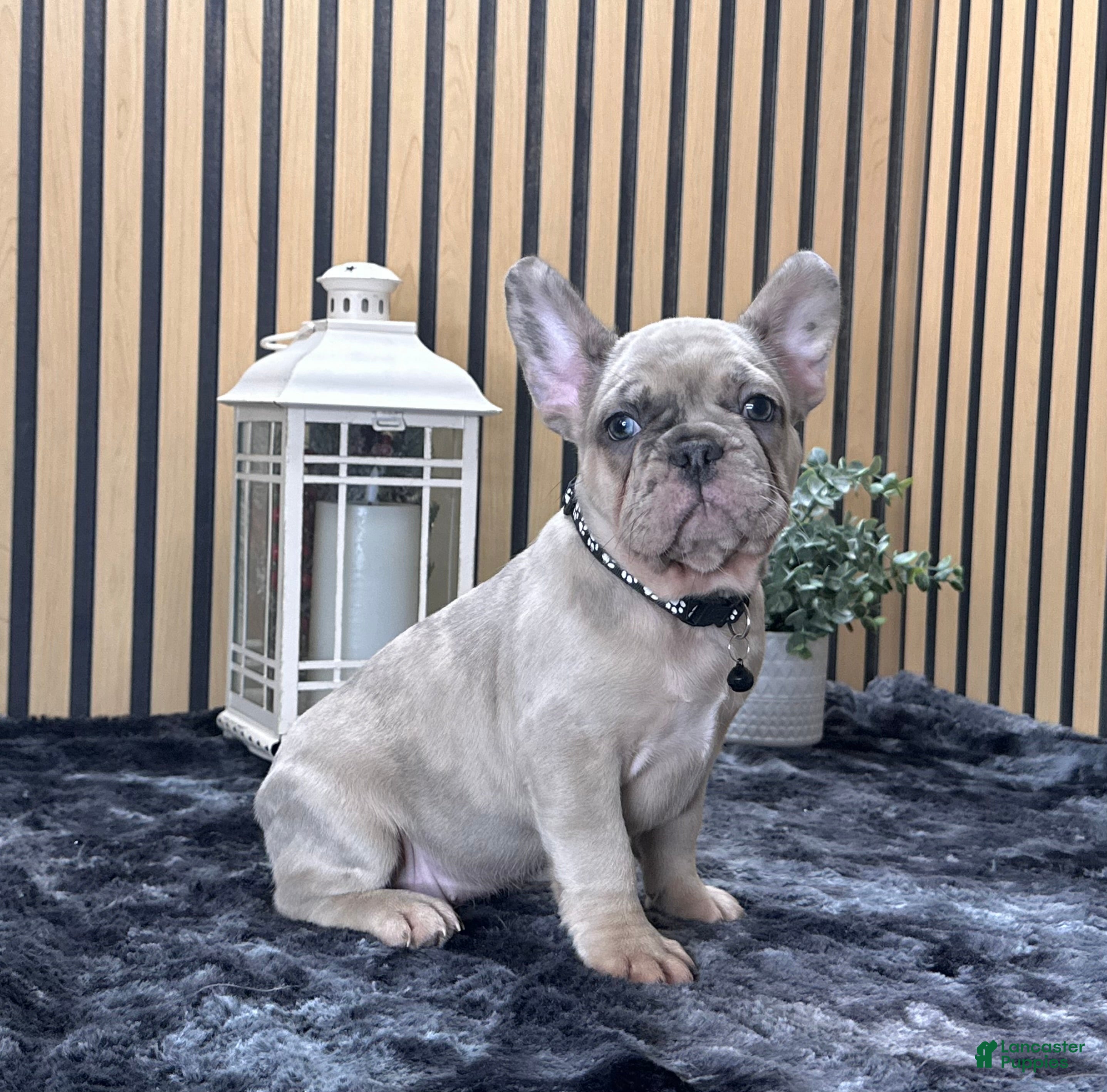 French Bulldog dogs Rose Video Ad - Ad 5