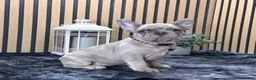 French Bulldog dogs for sale: Rose Video Ad - Ad 1