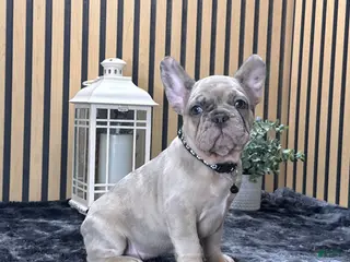 French Bulldog dogs Rose Video Ad - Ad 5