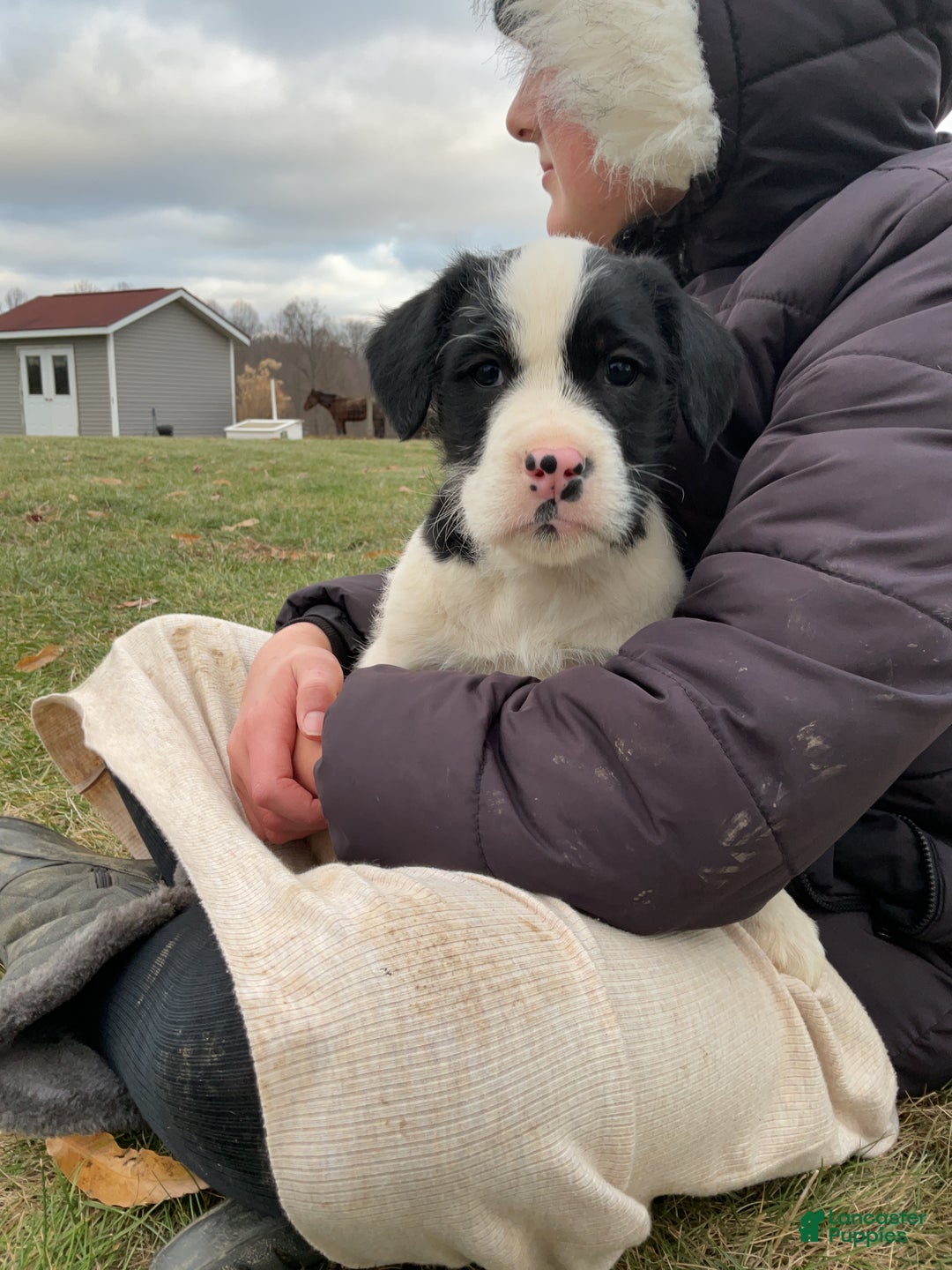 Mixed Breed dogs for sale: Buttons - Ad 3