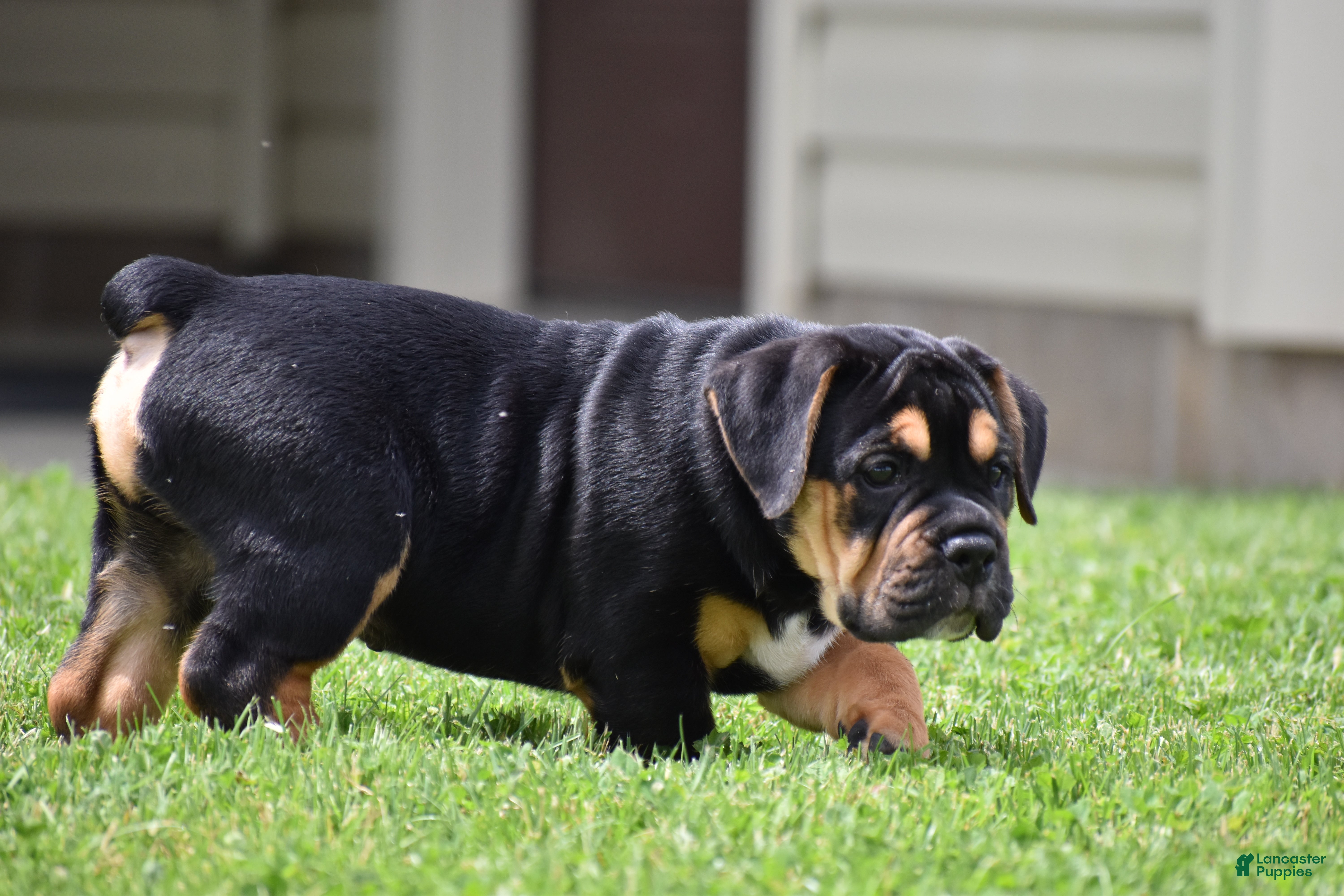 Beabull dogs Max - Ad 1