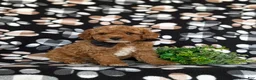 Toy Poodle dogs for sale: River - Ad 3