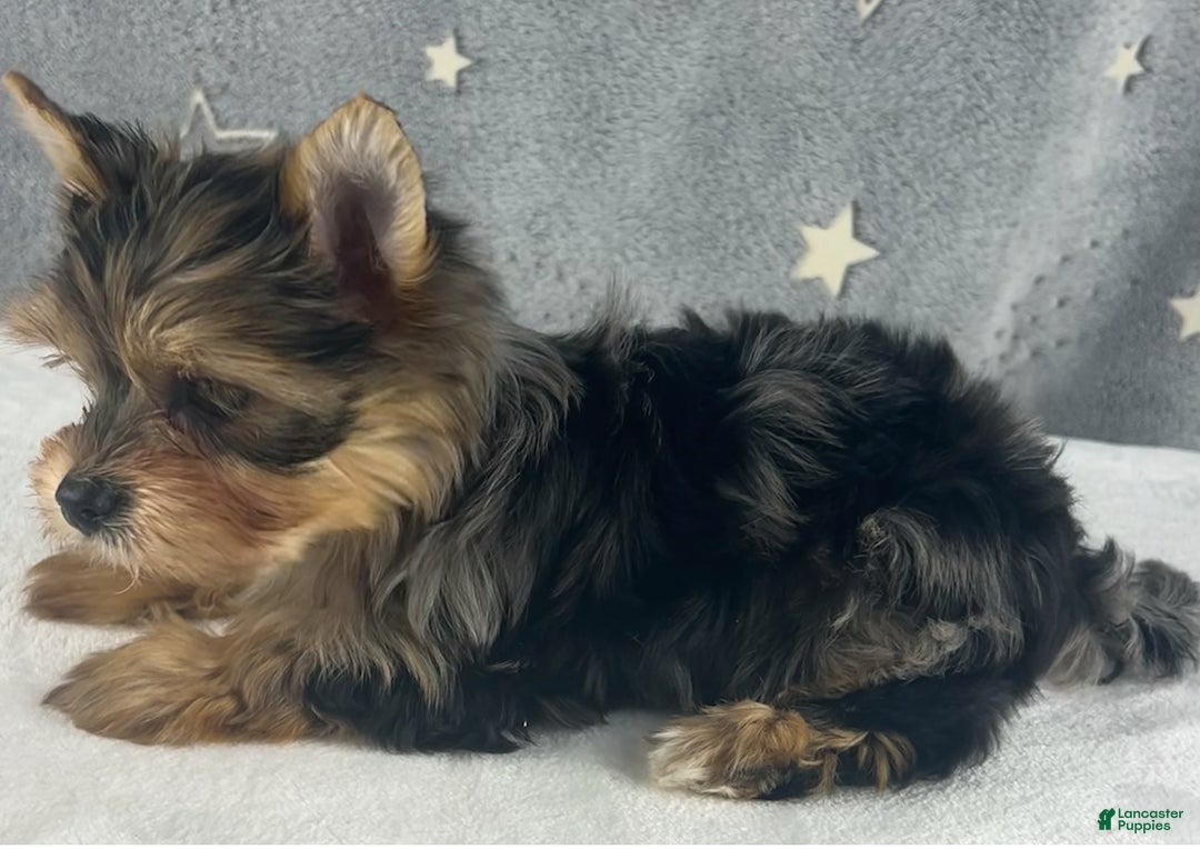 Yorkshire Terrier dogs for sale: Teddy - Ad 7