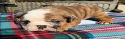 English Bulldog dogs for sale: Conner - Ad 4