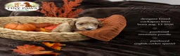 Cockapoo dogs for sale: Black Collar - Ad 1