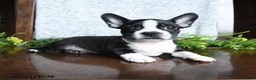 Boston Terrier dogs for sale: Eldon - Ad 5