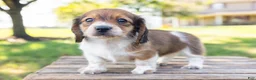 Miniature Dachshund dogs for sale: Huxley - Ad 11