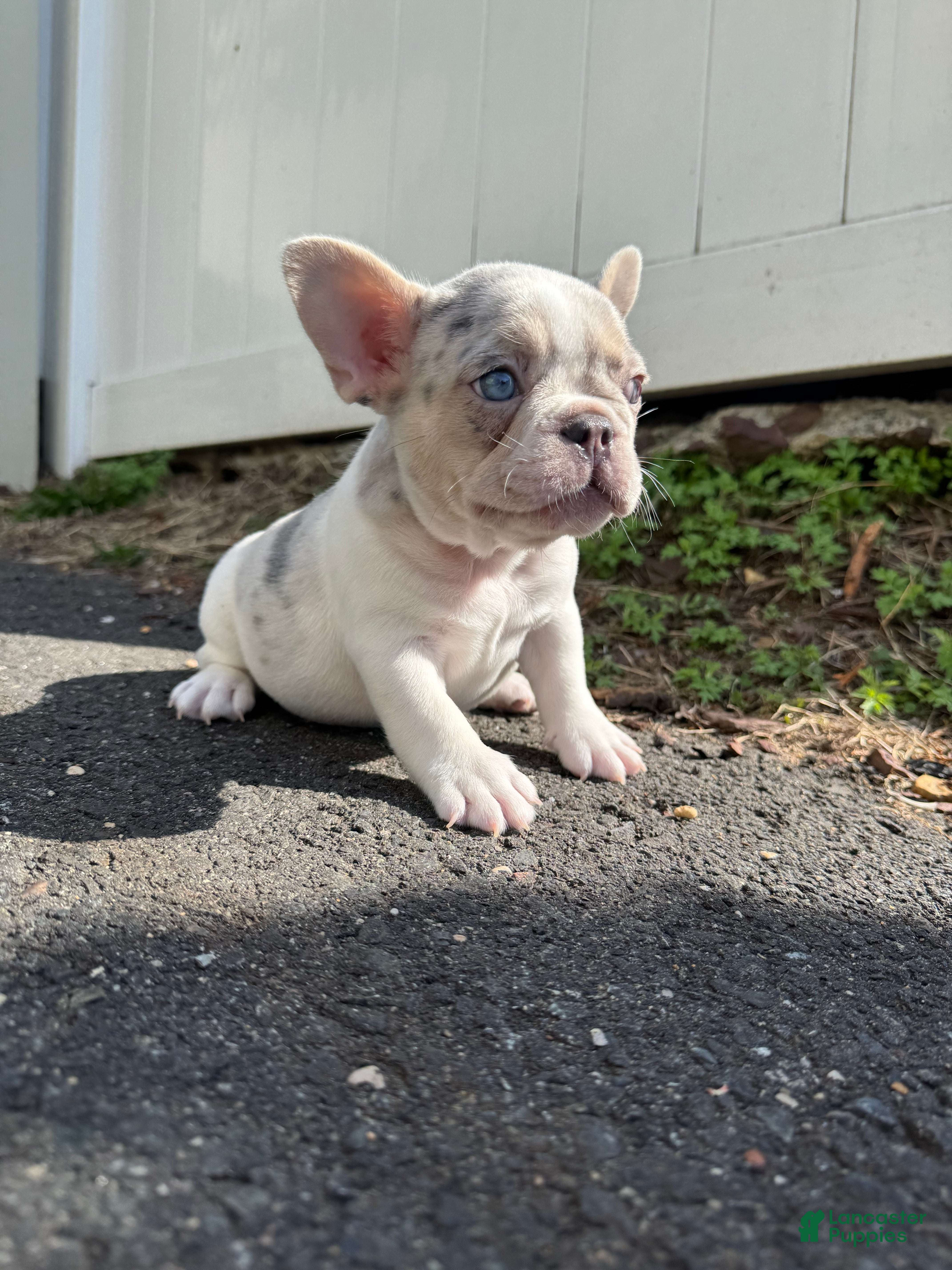 French Bulldog dogs Angel - Ad 1