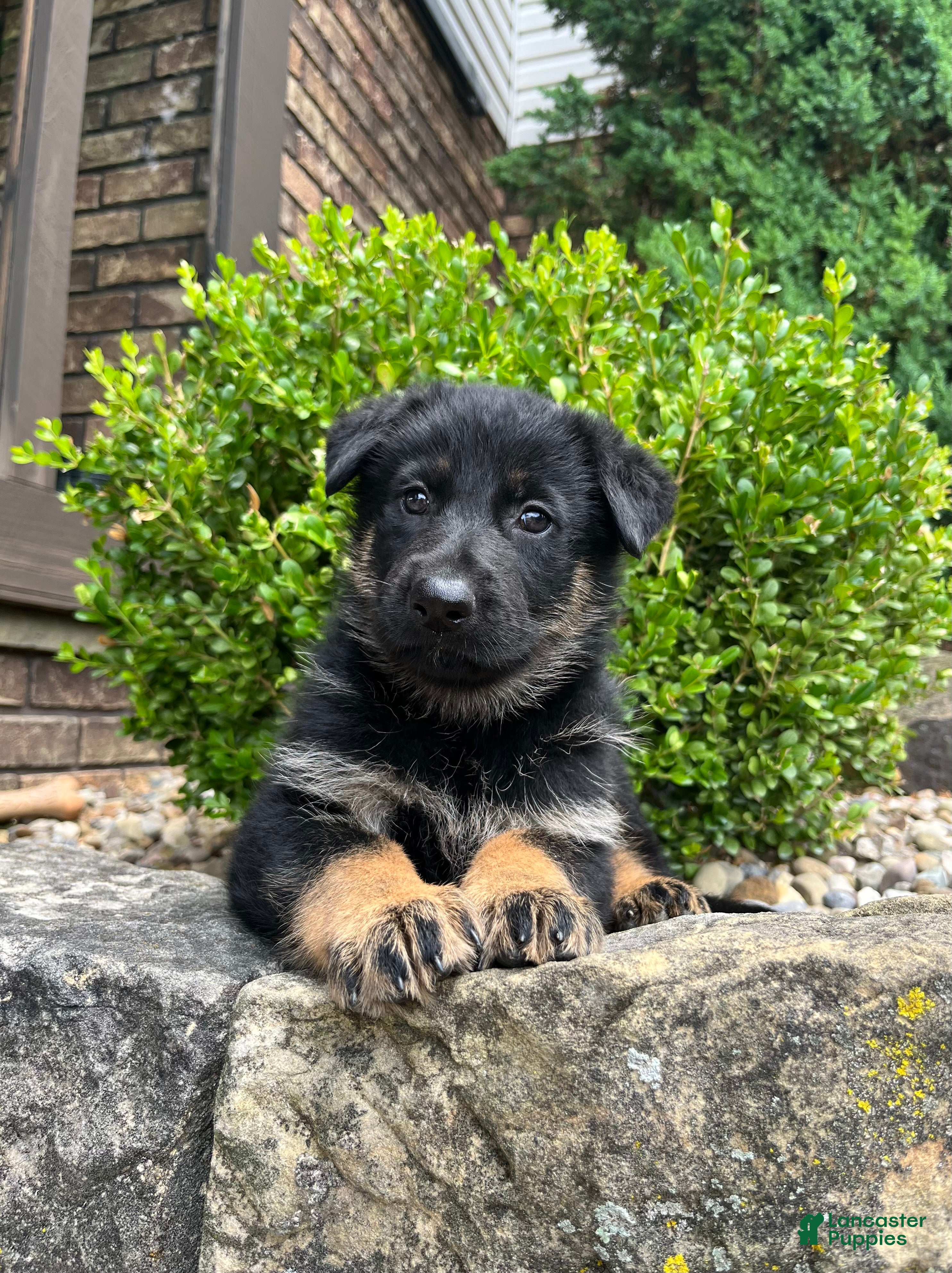 German Shepherd dogs Yori - Ad 1