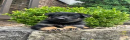 German Shepherd dogs for sale: Yori - Ad 3