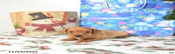 Miniature Dachshund dogs for sale: Tommy - Ad 1