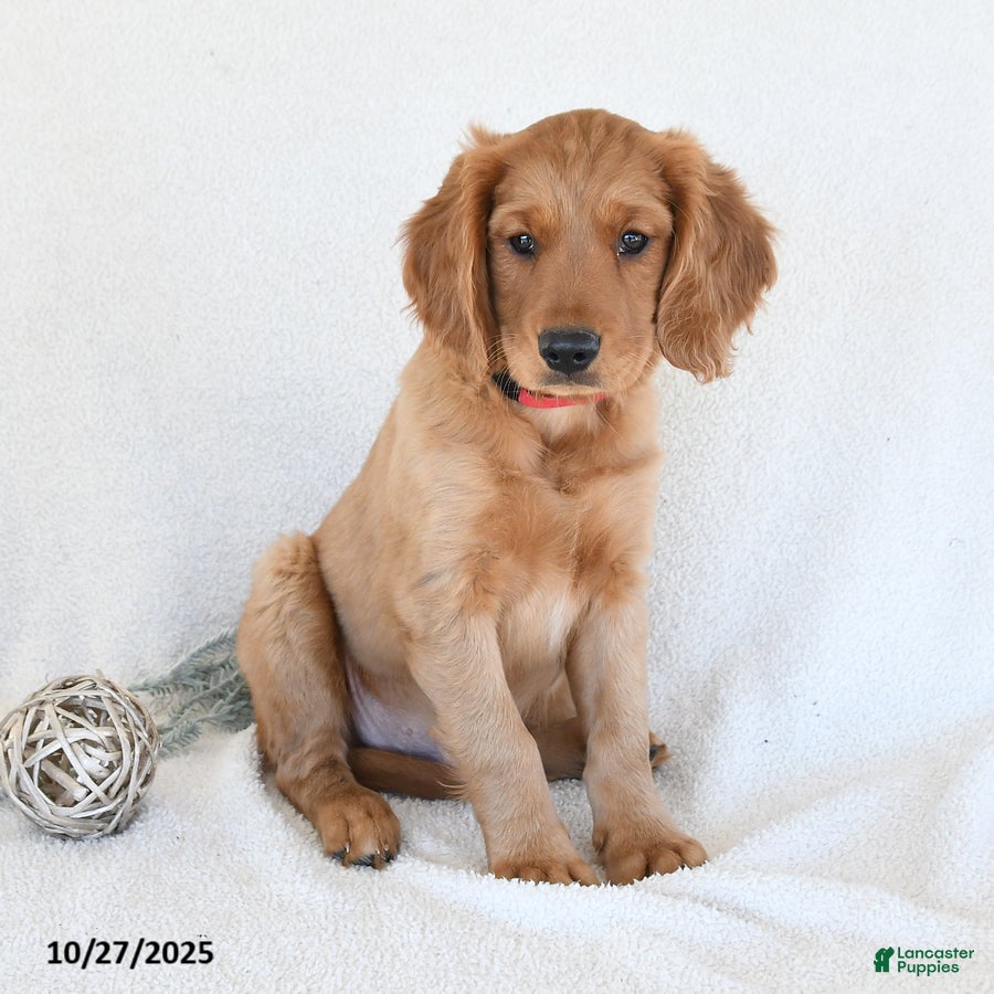 Miniature Golden Retriever Puppies for sale Lancaster Puppies