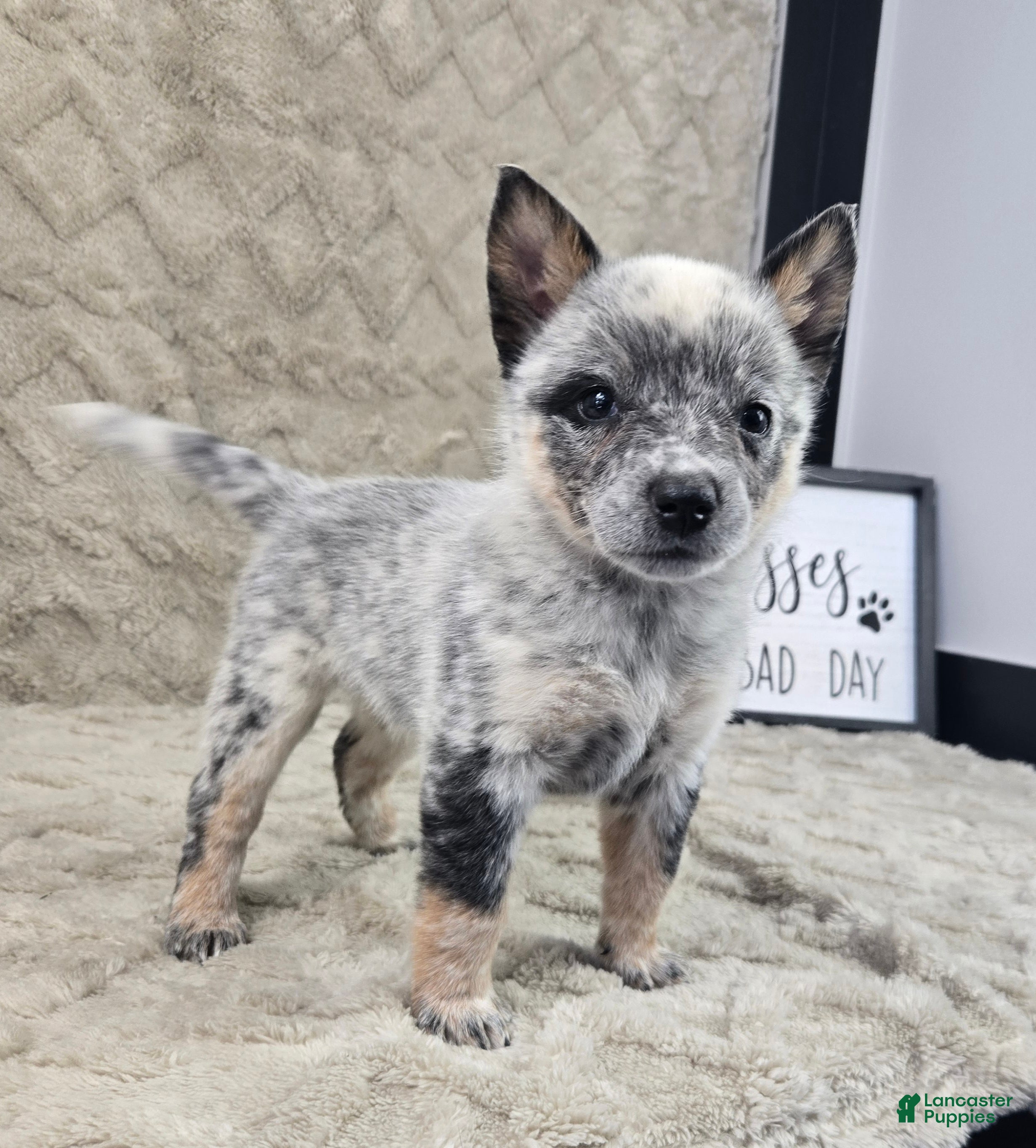 Australian Cattle Dog dogs Haley - Ad 1