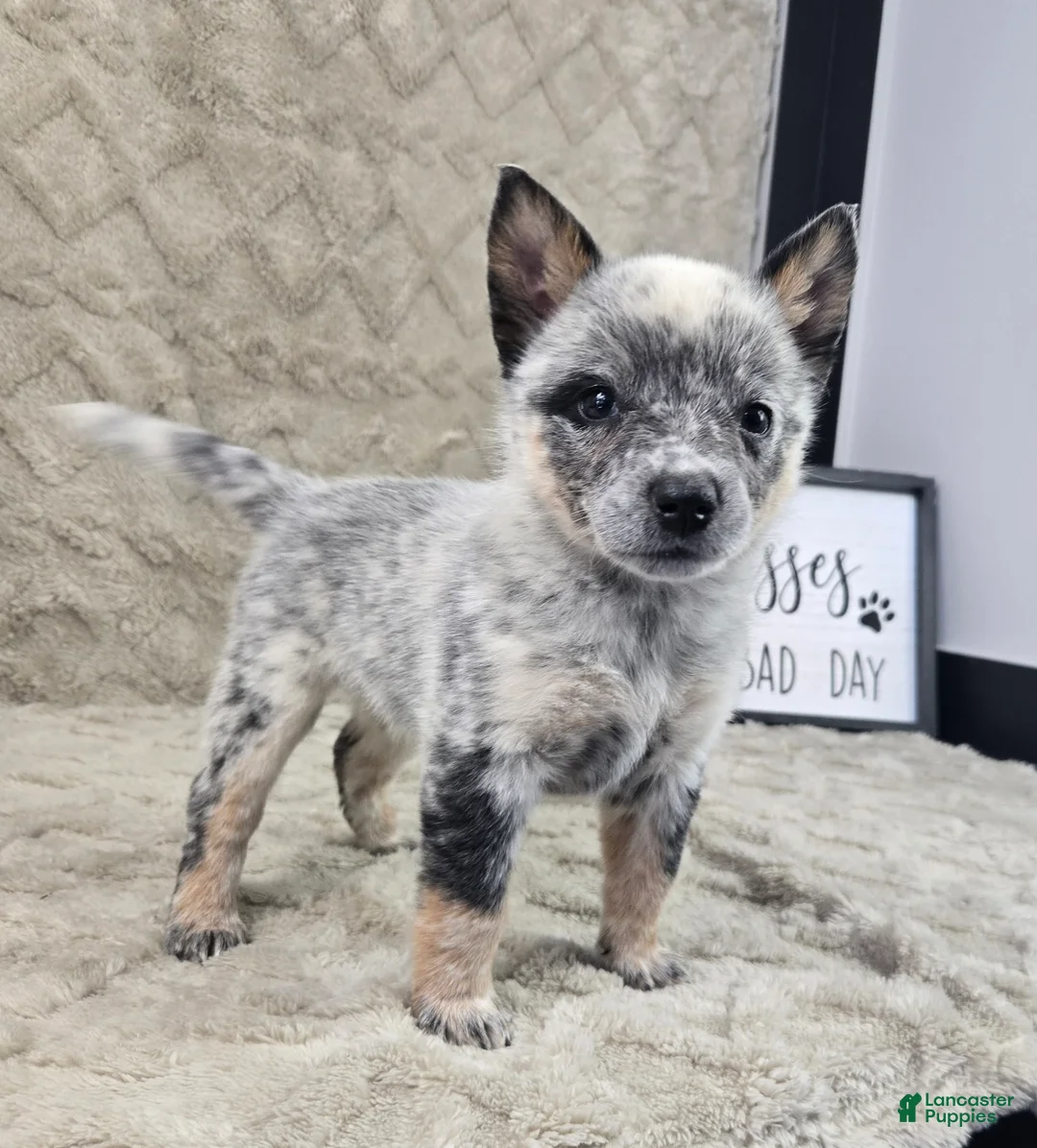 Australian Cattle Dog dogs for sale: Haley - Ad 1