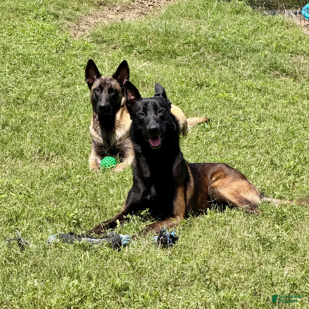 Belgian Malinois dogs for sale: Belgian Malinois 3 - Ad 2