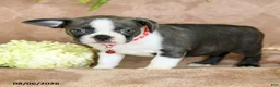 Boston Terrier dogs for sale: Ruby - Ad 3