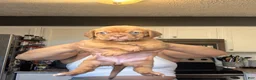 Dogue De Bordeaux dogs for sale: Dogue De Bordeaux Puppy 5 - Ad 49