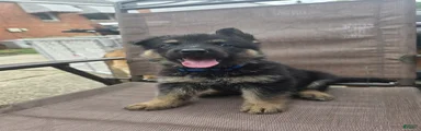 Maverick