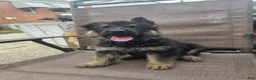 German Shepherd dogs for sale: Maverick - Ad 1
