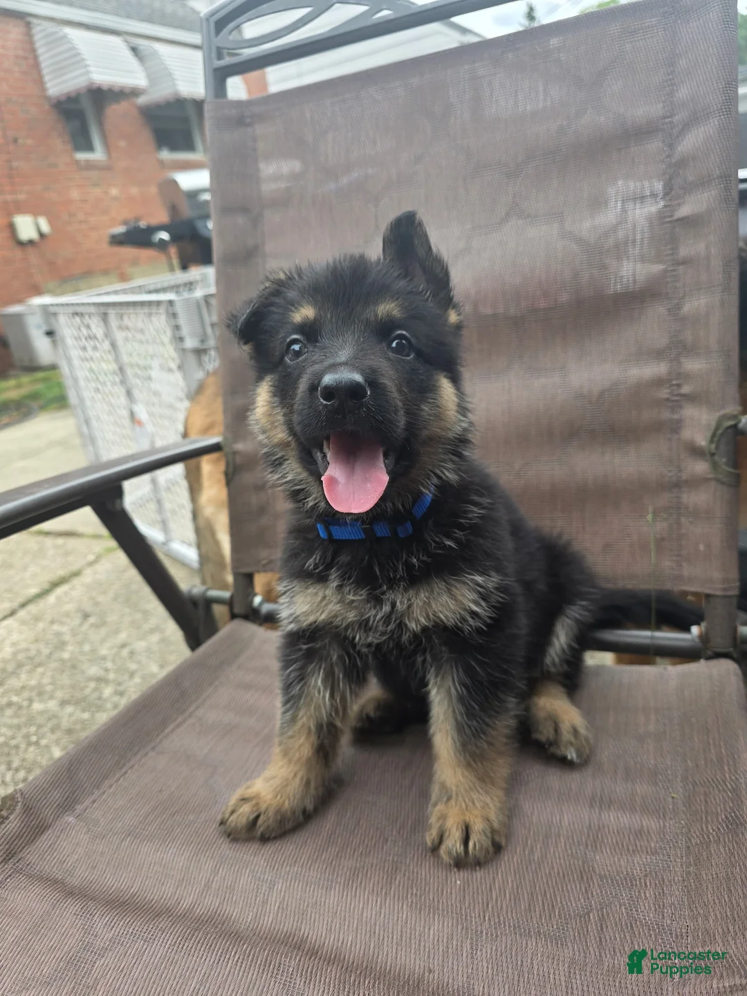 German Shepherd dogs for sale: Maverick - Ad 1