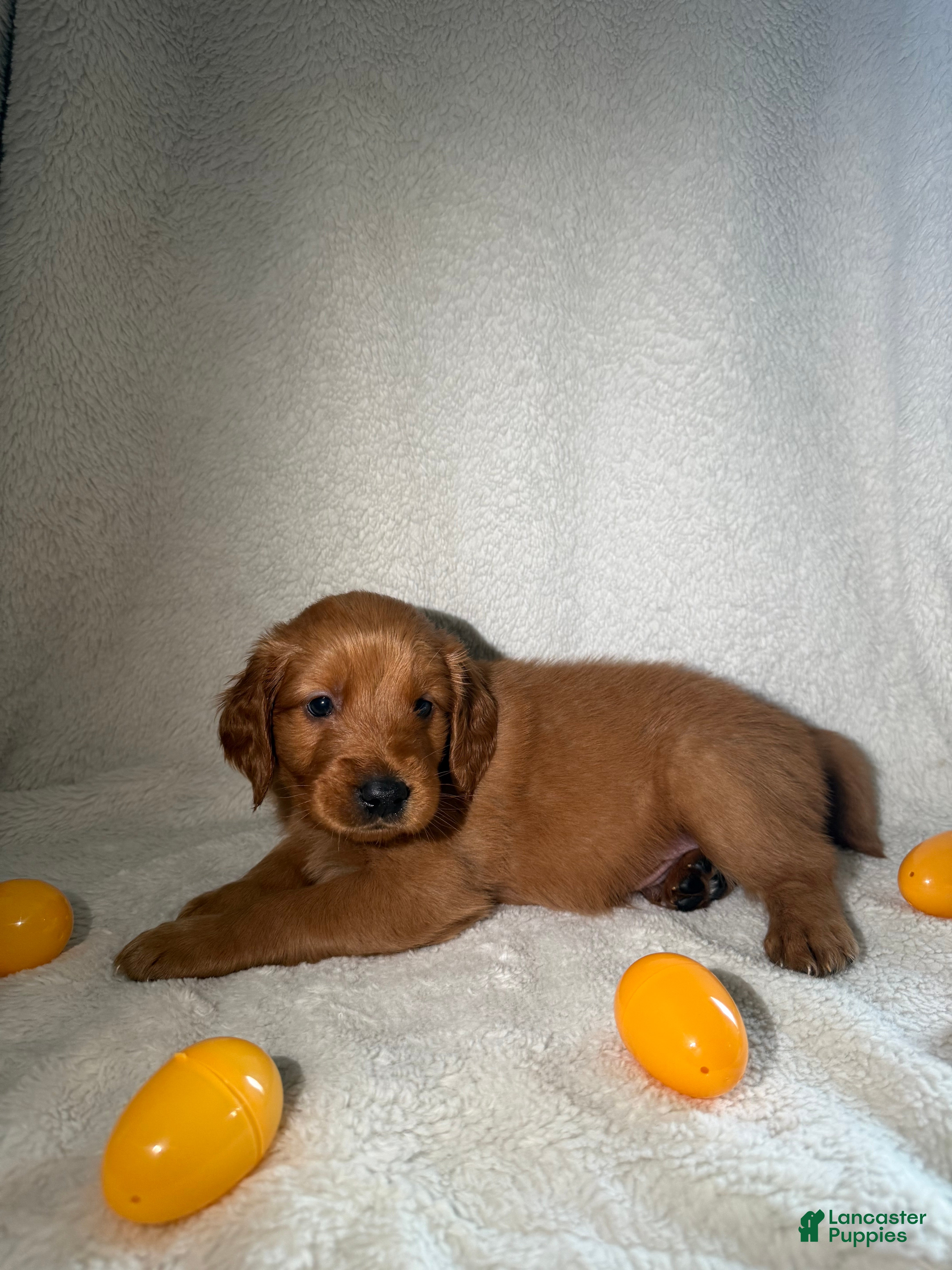 Goldendoodle dogs Ralph - orange - Ad 38