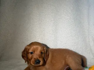 Goldendoodle dogs Ralph - orange - Ad 38