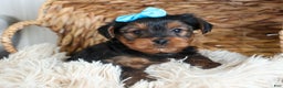 Yorkshire Terrier dogs for sale: CHARLIE - Ad 9