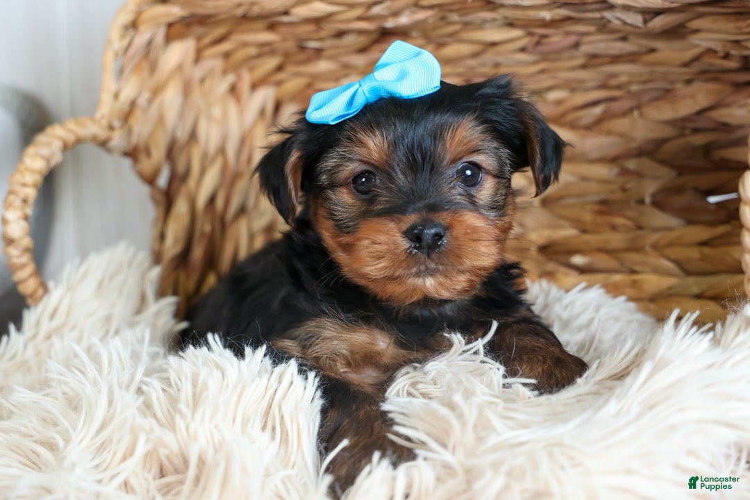 Yorkshire Terrier dogs for sale: CHARLIE - Ad 9