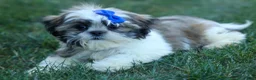 Shih Tzu dogs for sale: MILO - Ad 5