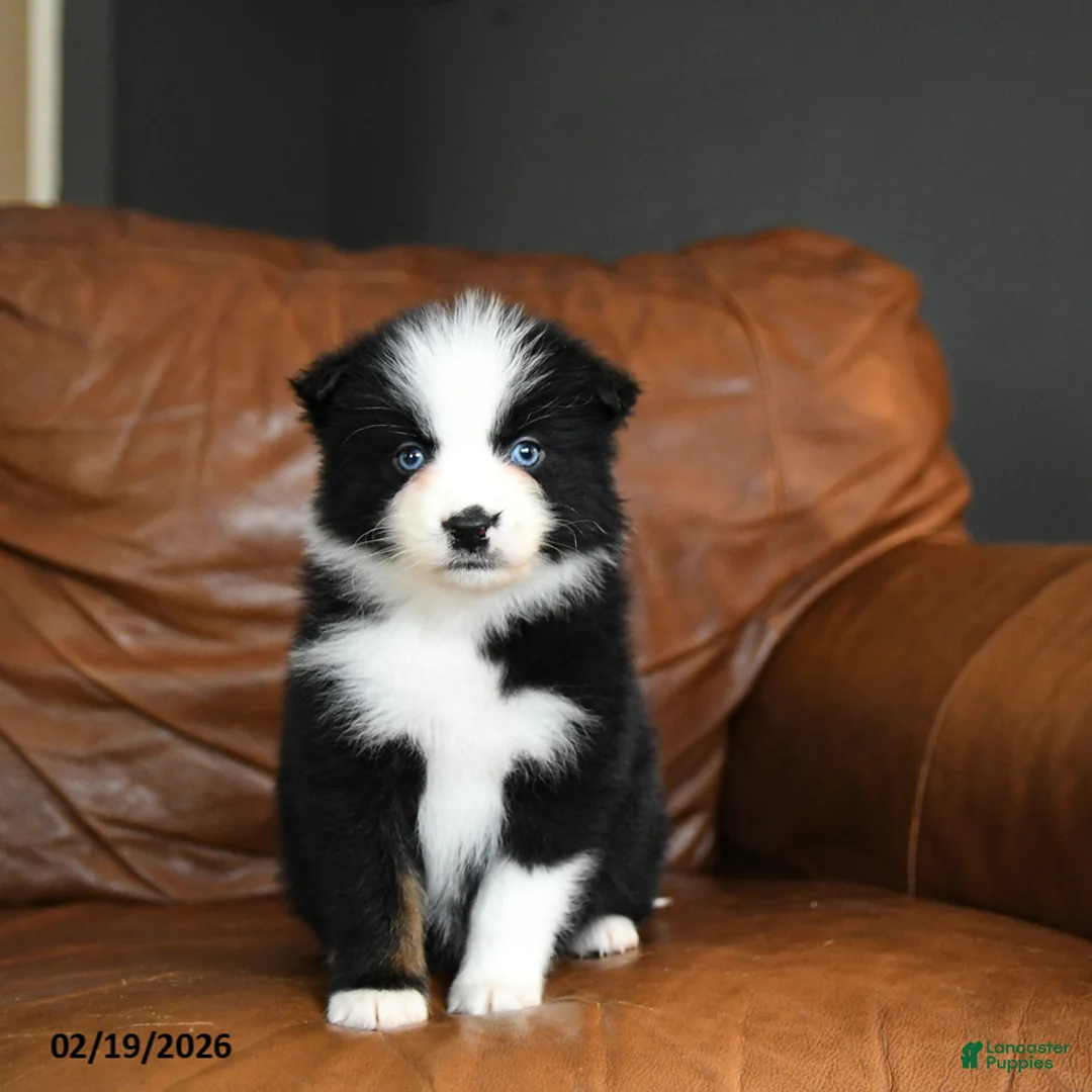 Australian Shepherd dogs for sale: Dakota - Ad 3