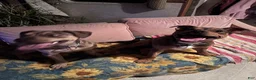 Mixed Breed dogs for sale: London - Ad 8