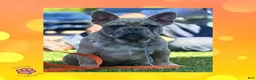 French Bulldog dogs for sale: Quentyn “Yellow” Collar, Male - Ad 6