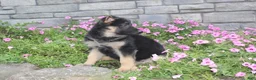 German Shepherd dogs for sale: Atlas - Ad 4