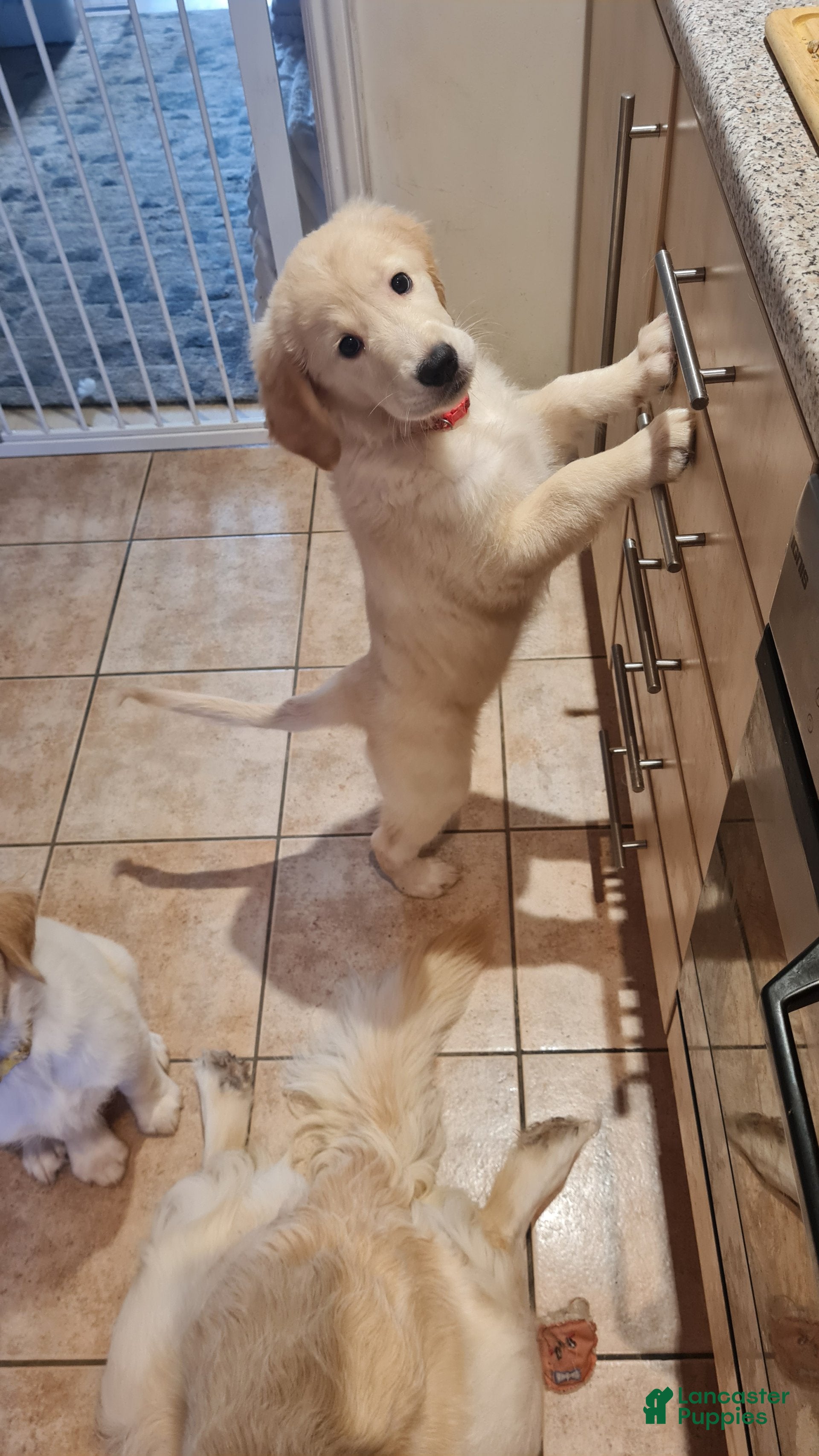 Golden Retriever dogs Golden Retriever Puppy 1 - Ad 19