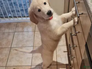 Golden Retriever dogs Golden Retriever Puppy 1 - Ad 19