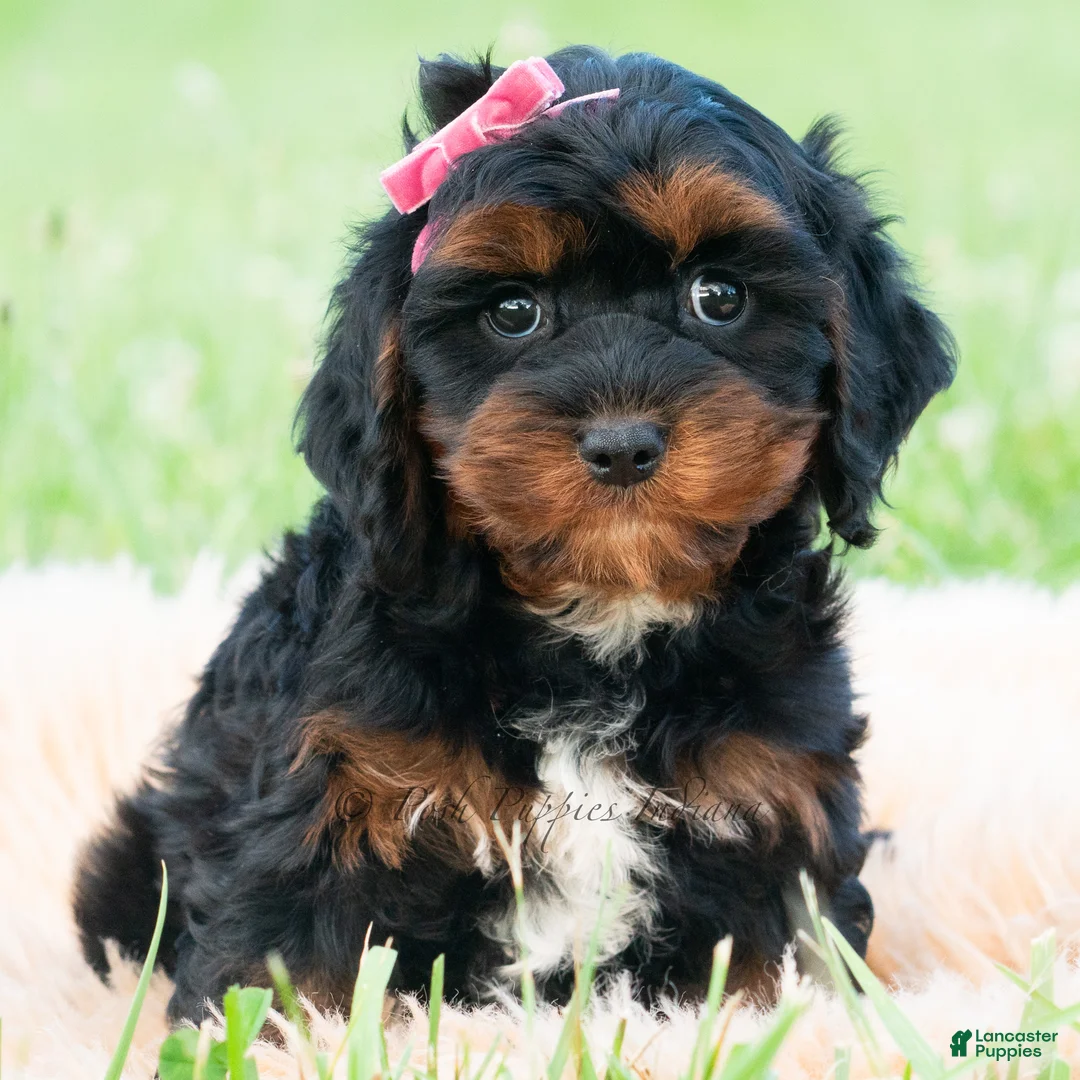 Cavapoo dogs for sale: Millie - Ad 1