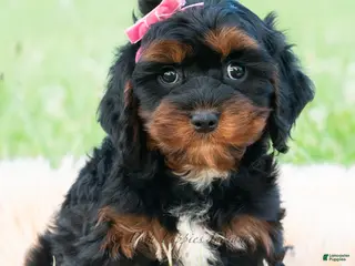 Cavapoo dogs Millie - Ad 22