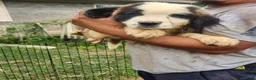 Saint Bernard dogs for sale: Saint Bernard 2 - Ad 3